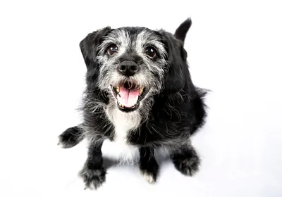 old dog smiles at camera old dog smiles at camera